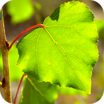 Листья, листва, трава Первый весенний зеленый лист в форме сердечка аватар