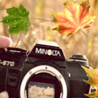 Листья, листва, трава Фотоаппарат minolta и осенние листья аватар