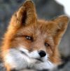 Лисы и волки Симпатичная лисичка аватар