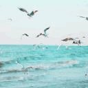 Море Чайки кружат над морем аватар