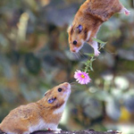 Мышки, хомяки Хомяк дарит цветок хомяку-девочке аватар