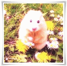 Мышки, хомяки Хомяк на цветочной поляне аватар