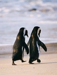 Пингвины Два пингвина идут по побережью держась за крылья аватар