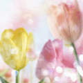 Цветы Тюльпаны чс бликами цвета аватар