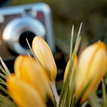 Цветы Жёлтые тюльпаны на фоне камеры аватар