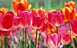 Цветы Тюльпаны для Танюши аватар