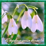 Цветы Белые подснежники (с первым днем весны! ) аватар