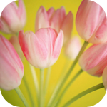 Цветы Тюльпаны розовые на желтом аватар