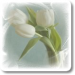 Цветы Белые тюльпаны для любимых аватар