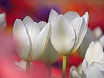 Цветы Тюльпаны для Оленьки аватар