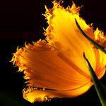 Цветы Жёлтый тюльпан аватар