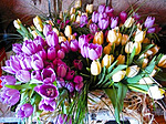 Цветы Тюльпаны для Катюши аватар