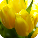 Цветы Желтые тюльпаны прекрасны аватар