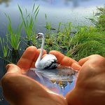 Птицы Коллаж, лебедь плавает в руках аватар