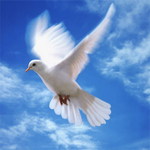 Птицы Голубь в голубом небе аватар