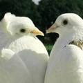 Птицы Влюбленные голуби аватар
