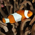 Рыбки Рыба клоун плывет над водорослями аватар